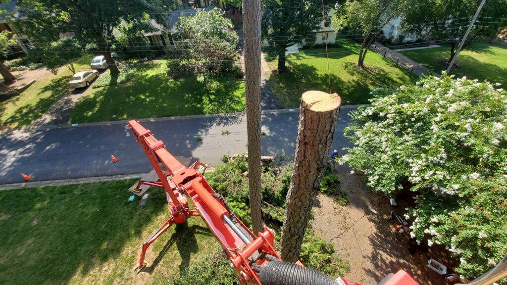 top of a tree that was cut.