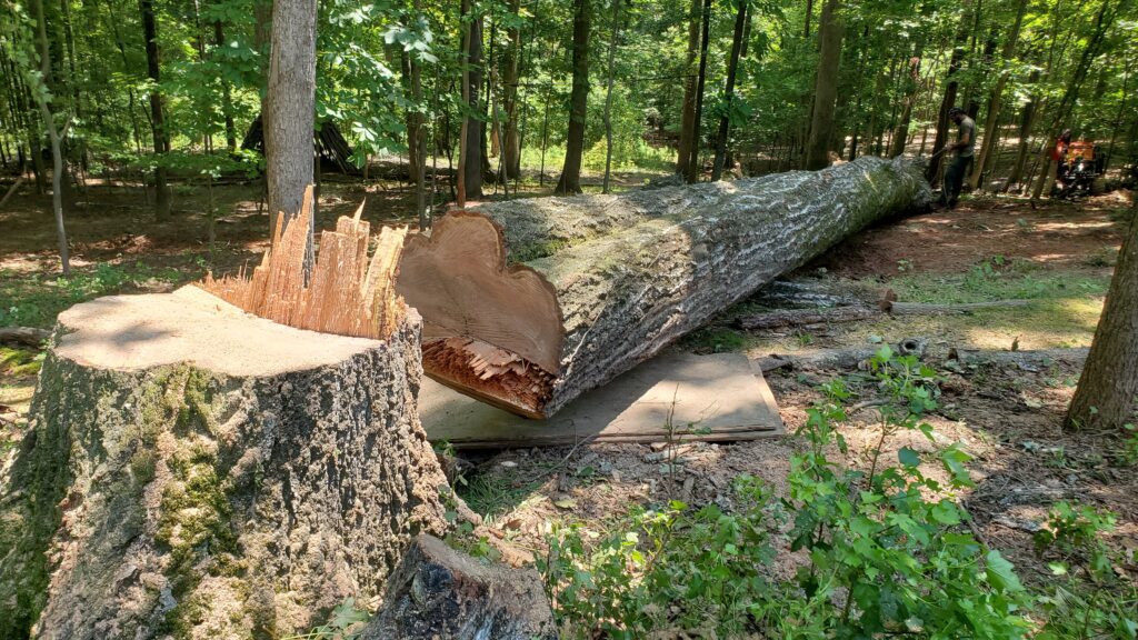 Tree on the ground that was cut.