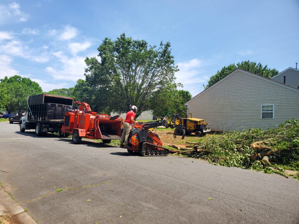 Tree professional picking up cut trees.