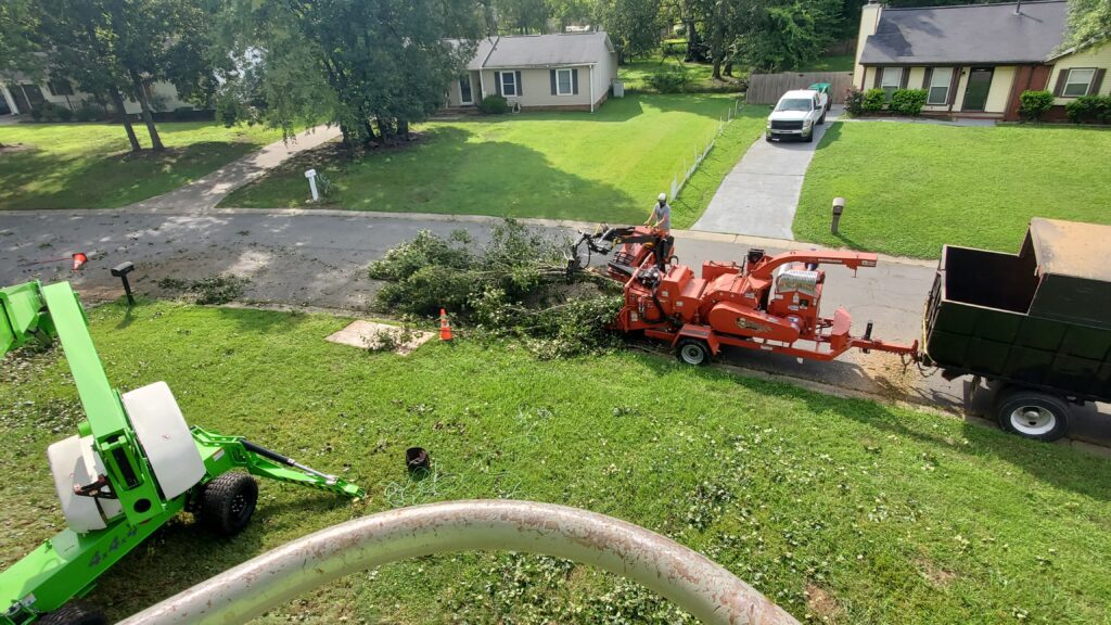 tree professional shredding cut trees.