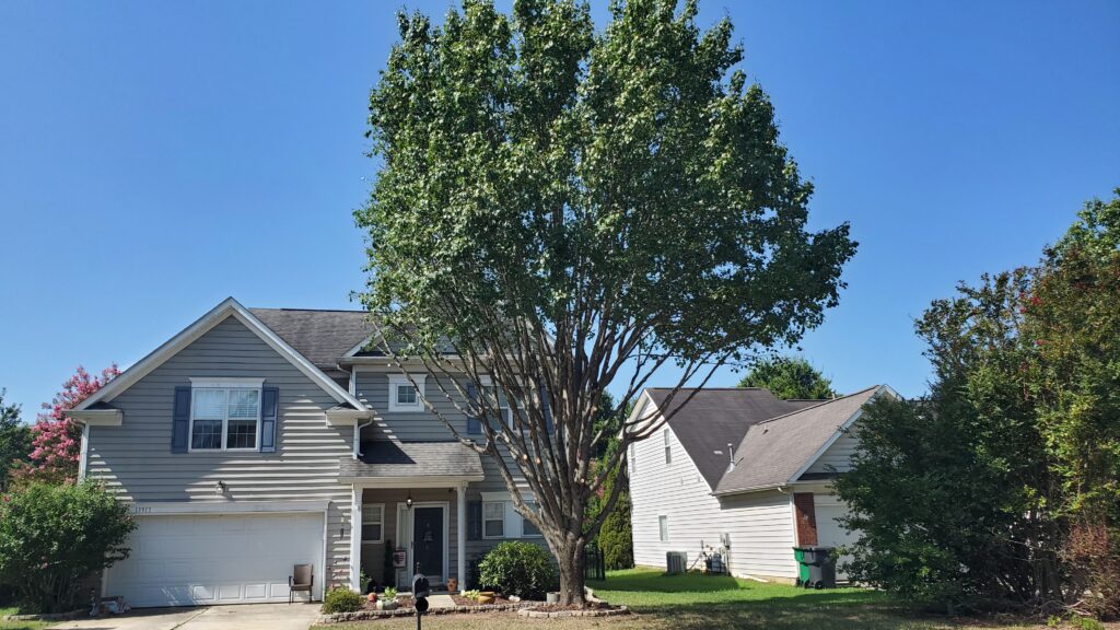 tree-that-has-been-trimmed