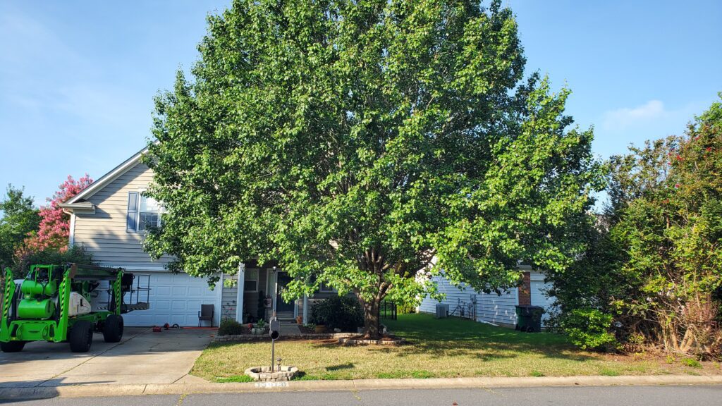 tree-that-has-not-been-trimmed