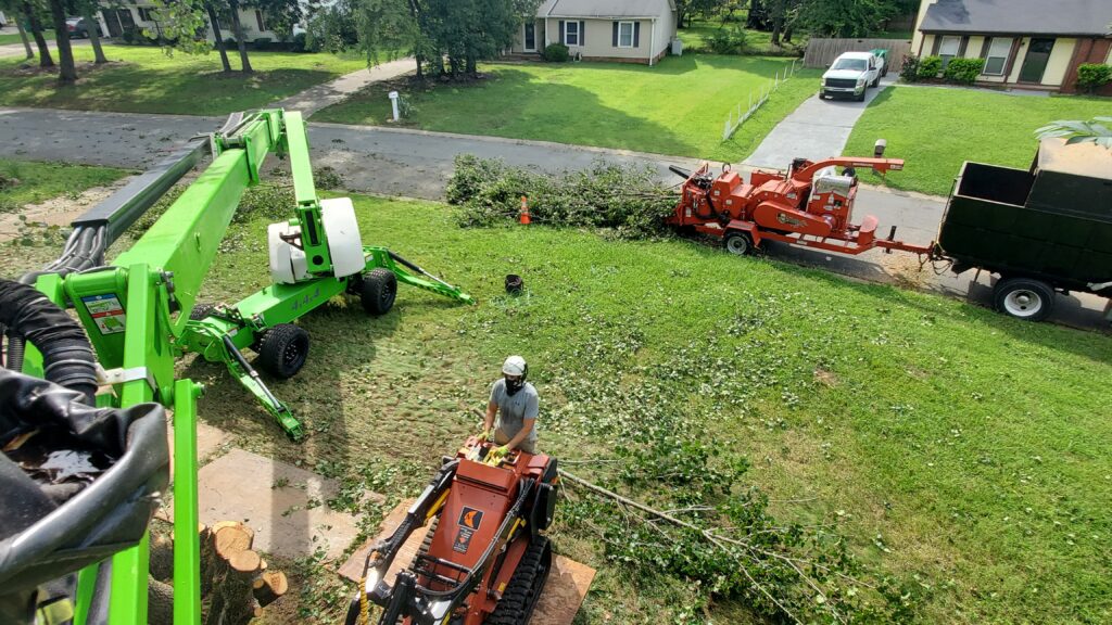 cleaning up trees.