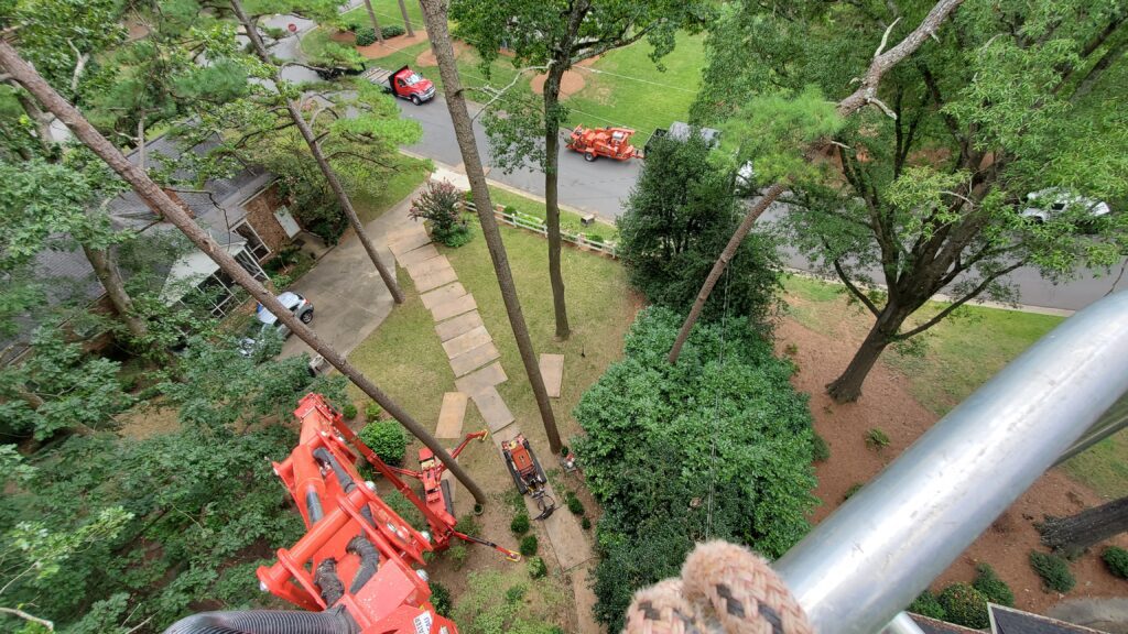 cutting trees from a lift.