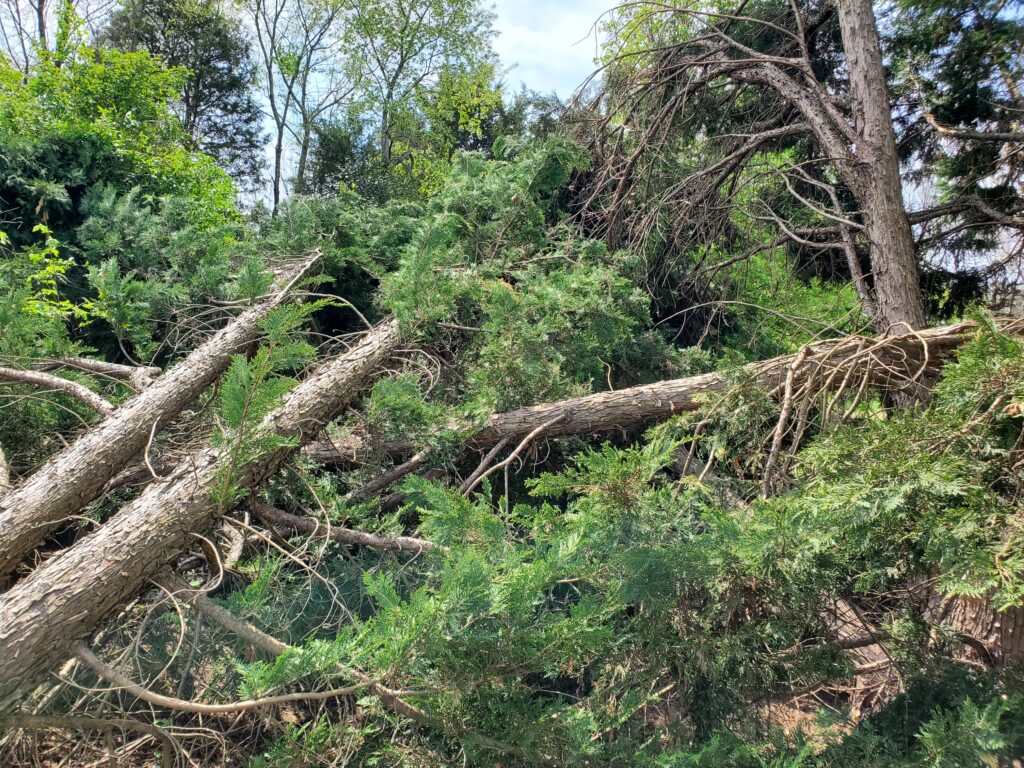 Fallen down trees.