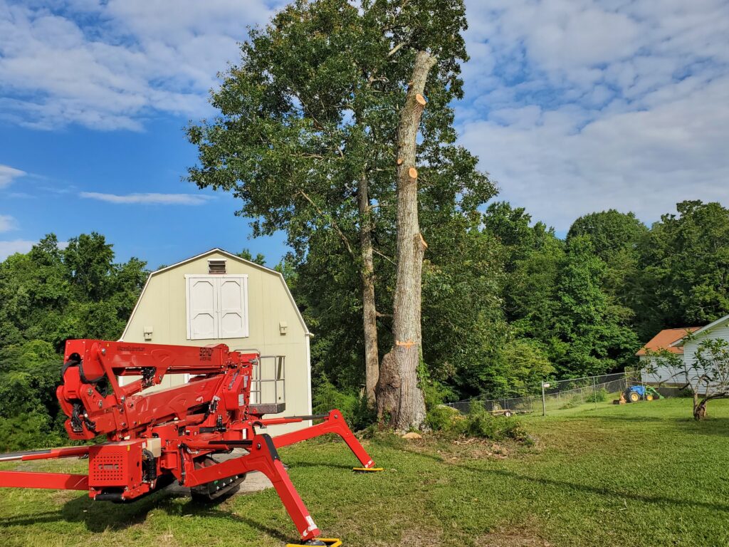 freshly cut tree.