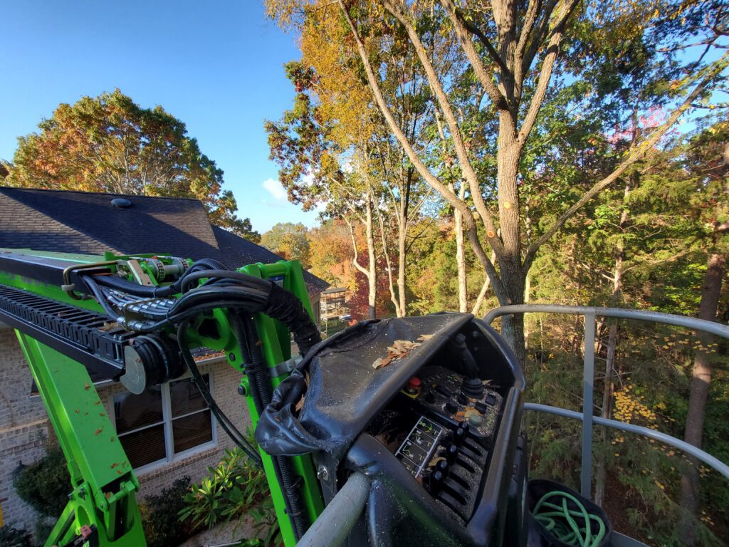 professional tree cutters on lifts.