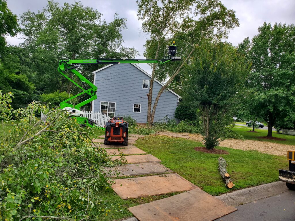 professionals cutting tree.