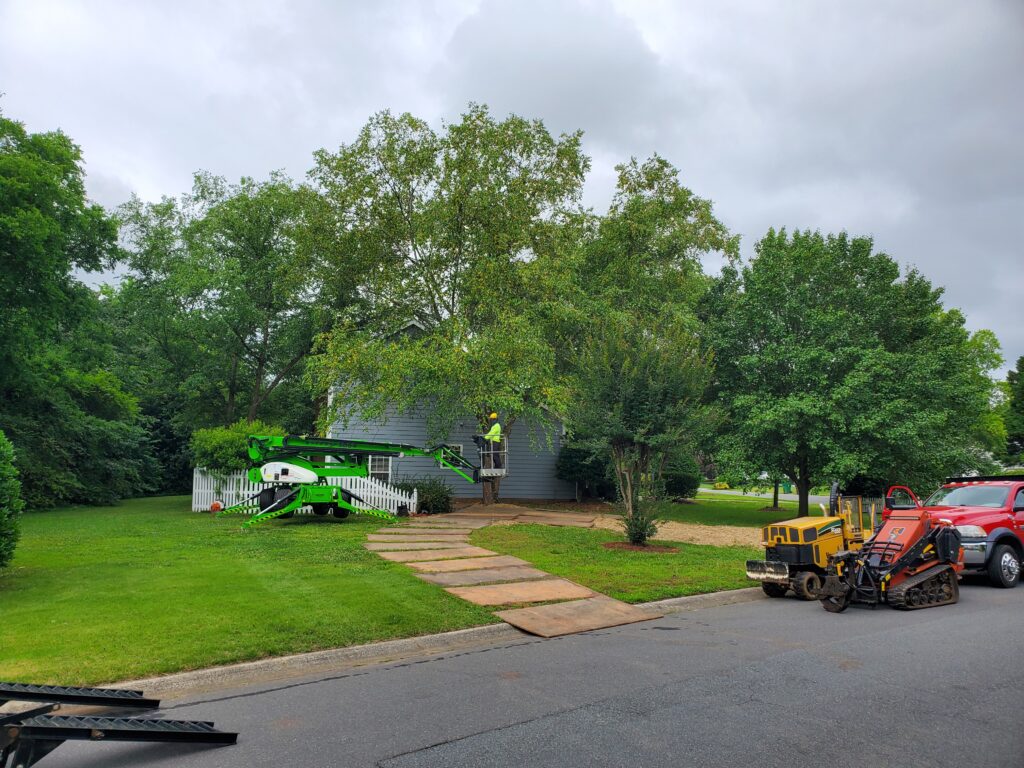 tree removal professional cutting trees.