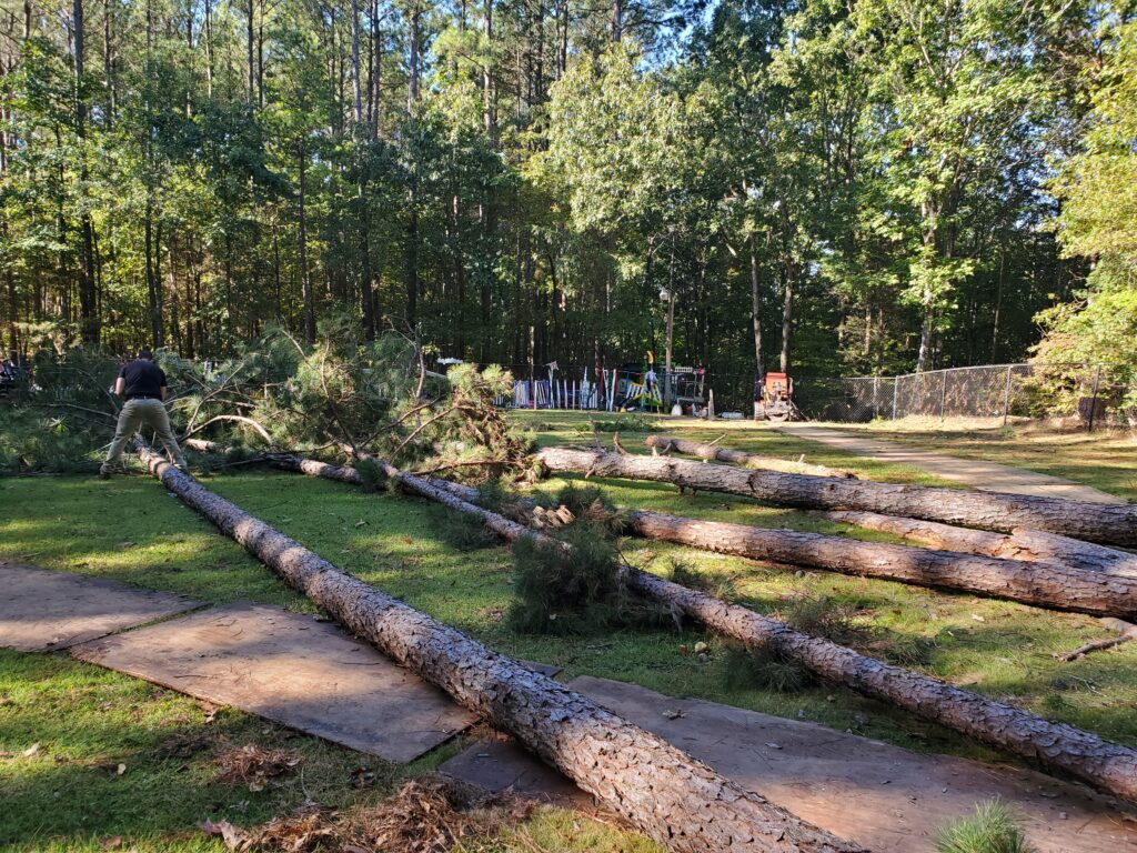 trees on the ground getting cut.